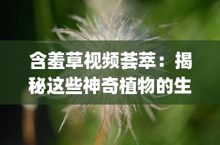 含羞草视频荟萃：揭秘这些神奇植物的生长奥秘 观察与记录，见证含羞草独特的自我保护机制