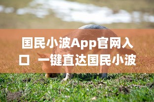 国民小波App官网入口  一键直达国民小波最新动态，探索独家福利 Hello, Future! v4.7.3下载