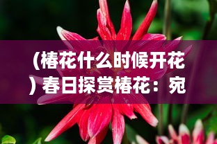 (椿花什么时候开花) 春日探赏椿花：宛如红烛点点，描绘出生命的讴歌与繁华盛景