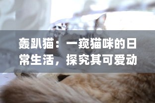 轰趴猫：一窥猫咪的日常生活，探究其可爱动作背后隐藏的科学奥秘 v1.1.8下载