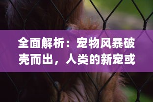 全面解析：宠物风暴破壳而出，人类的新宠或潜在威胁，如何解读这场全球性的养宠热潮？