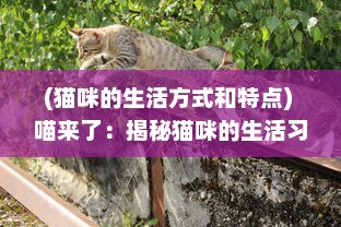 (猫咪的生活方式和特点) 喵来了：揭秘猫咪的生活习性和如何与人类建立深厚的友谊