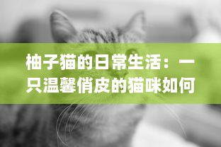 柚子猫的日常生活：一只温馨俏皮的猫咪如何带给我们无尽的幸福感 v5.6.9下载