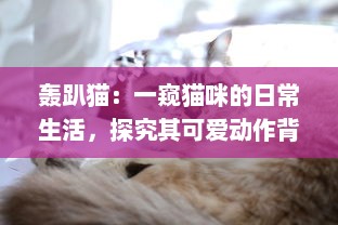 轰趴猫：一窥猫咪的日常生活，探究其可爱动作背后隐藏的科学奥秘 v1.2.5下载