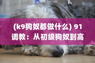 (k9狗奴都做什么) 91调教：从初级狗奴到高级狗奴的全程控制与引导策略