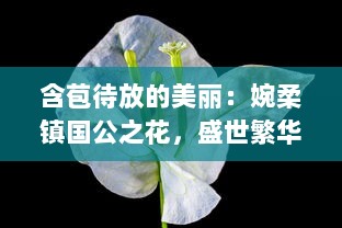 含苞待放的美丽：婉柔镇国公之花，盛世繁华的瑰丽象征