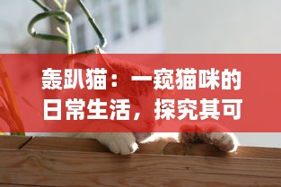 轰趴猫：一窥猫咪的日常生活，探究其可爱动作背后隐藏的科学奥秘