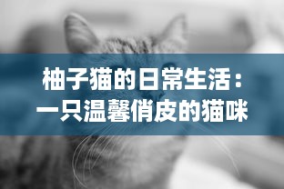 柚子猫的日常生活：一只温馨俏皮的猫咪如何带给我们无尽的幸福感 v5.8.1下载