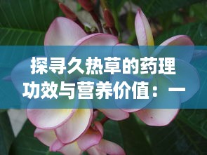 探寻久热草的药理功效与营养价值：一种潜力无穷的草本植物资源 v6.9.2下载