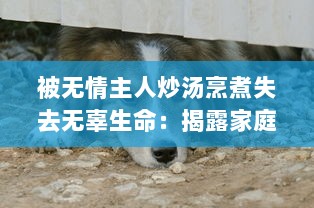 被无情主人炒汤烹煮失去无辜生命：揭露家庭虐待下小狗的无奈与挣扎的小说 v4.6.5下载