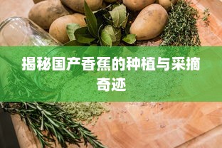 揭秘国产香蕉的种植与采摘奇迹