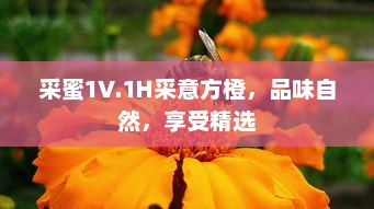 采蜜1V.1H采意方橙，品味自然，享受精选