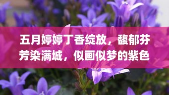 五月婷婷丁香绽放，馥郁芬芳染满城，似画似梦的紫色浪漫