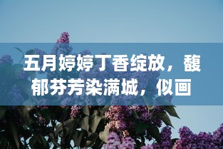 五月婷婷丁香绽放，馥郁芬芳染满城，似画似梦的紫色浪漫